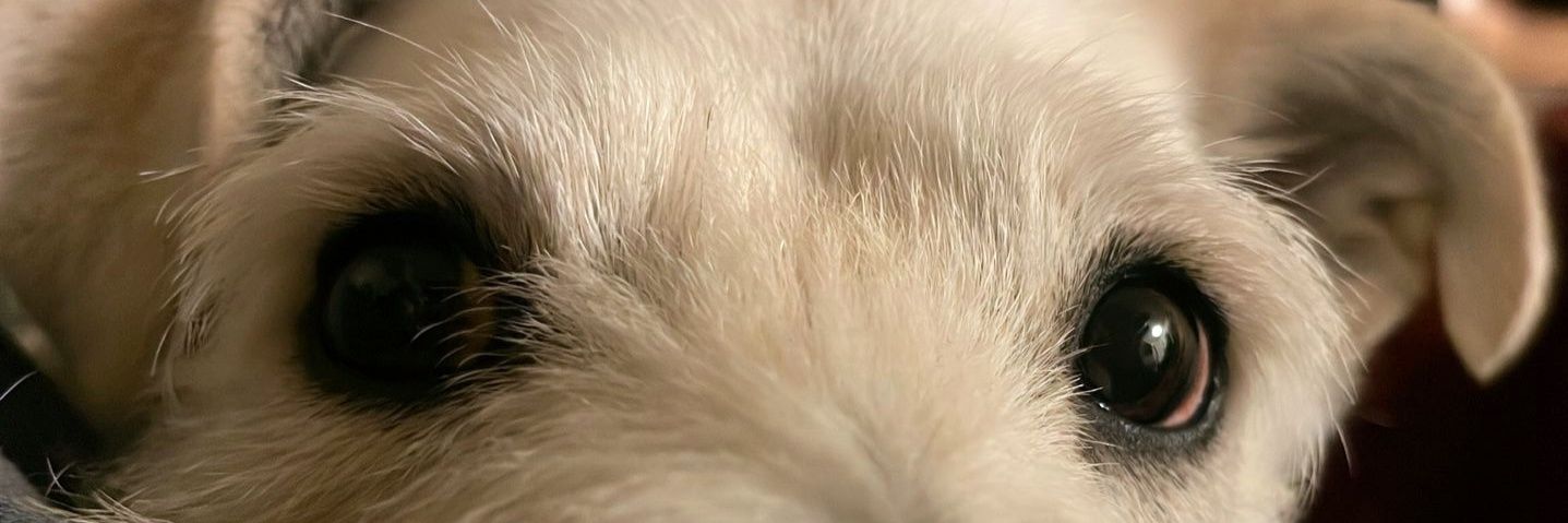 JottaMellado's profile banner image