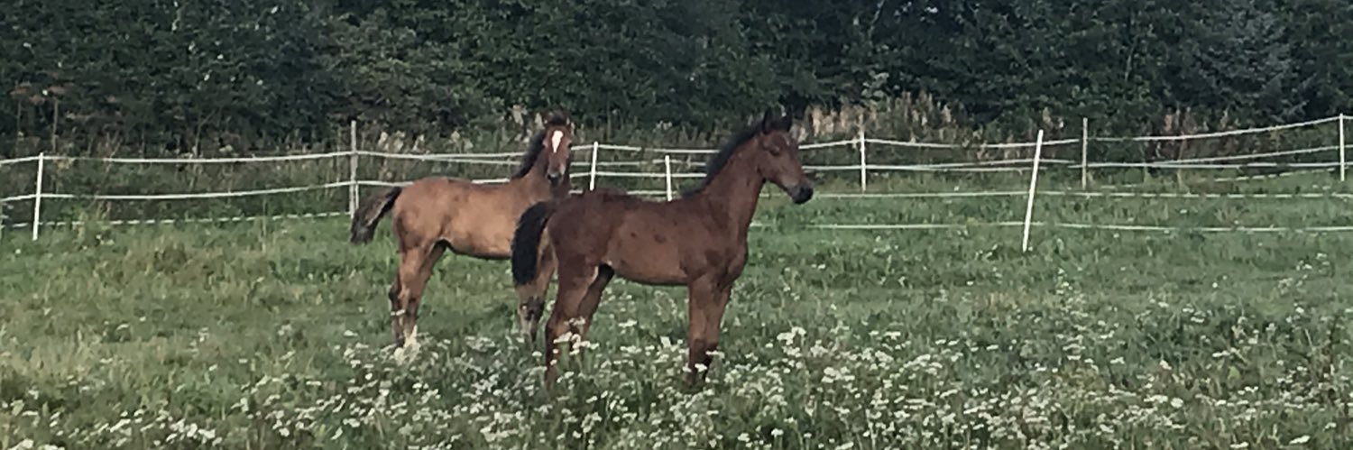 Johanna Juusela 🇫🇮🇺🇦 banner