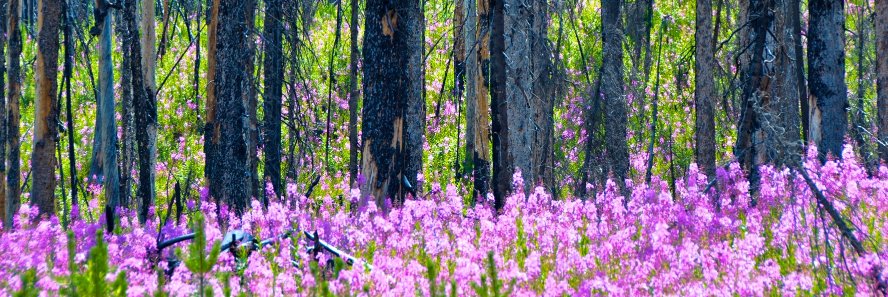 SHSuddes's profile banner image