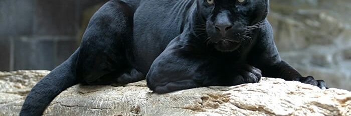 Dat_BrownSugar's profile banner image