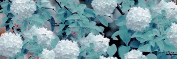 ❄️ veep 🍉🍉🍉 banner