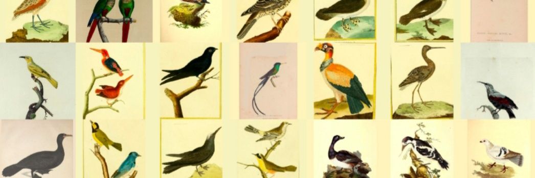 king Rata ● banner