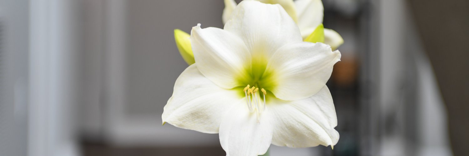 Bloomaker's profile banner image