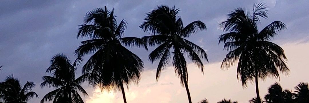 foxnfrogs's profile banner image