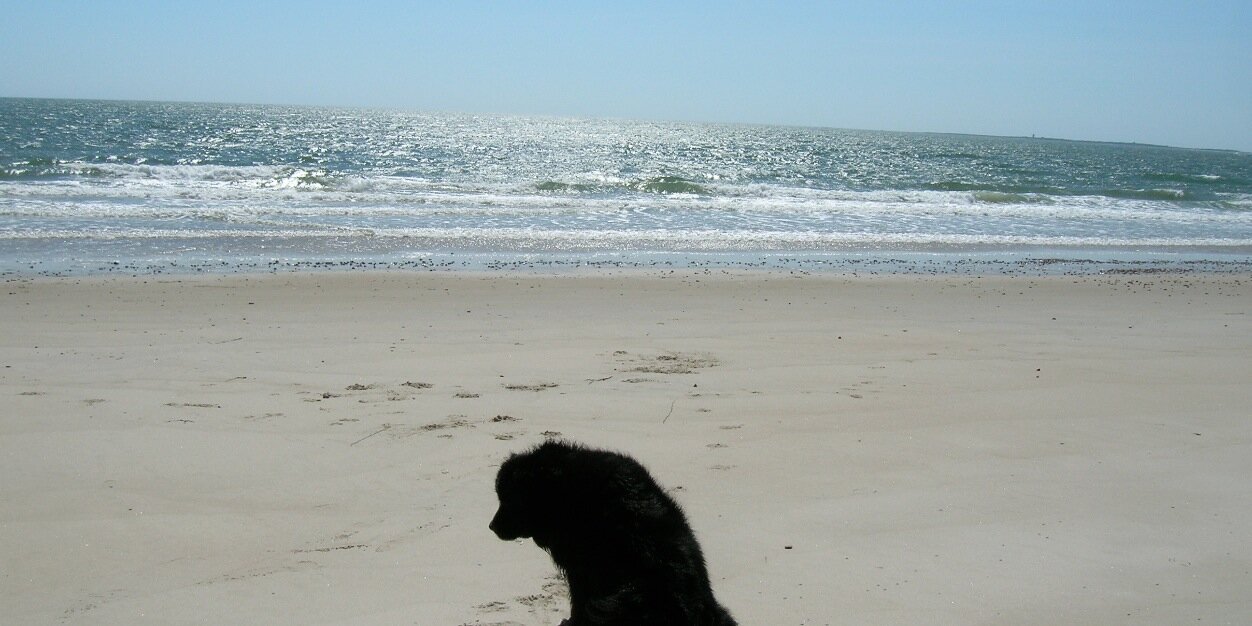 wendy button☮️ banner