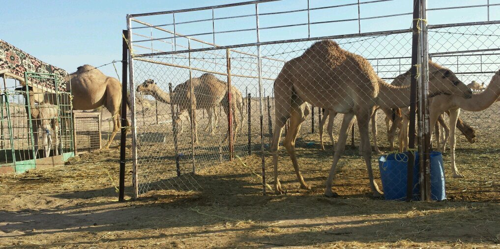 Ghanim1923's profile banner image