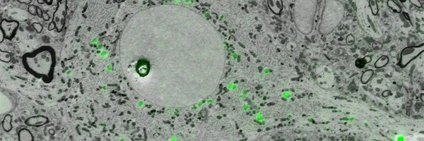 MaritSmeets Profile Banner