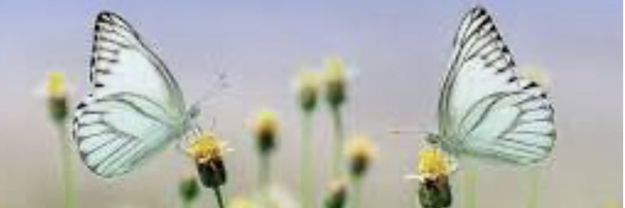 Kelly banner