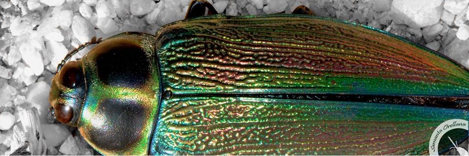 insectosgt's profile banner image