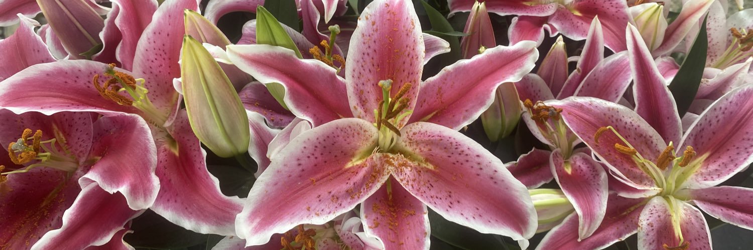 🐚 ᜊ︐ Lexie ੭ֶ banner