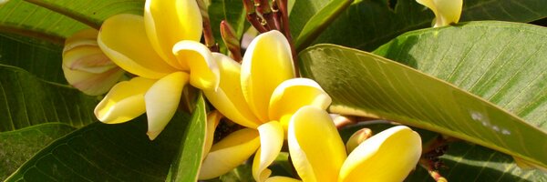 DailyPrayerLife Profile Banner