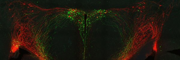 LabSjurado Profile Banner