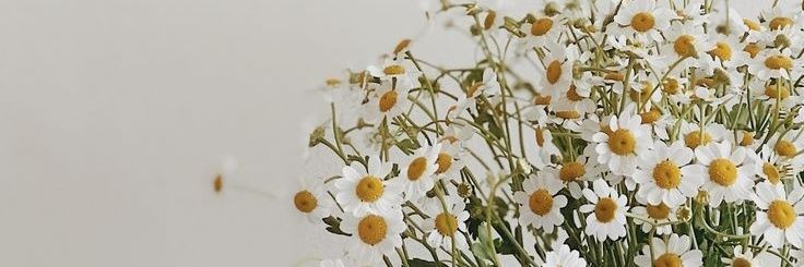 bibib🐥 banner