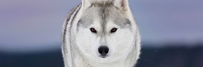 siris42's profile banner image