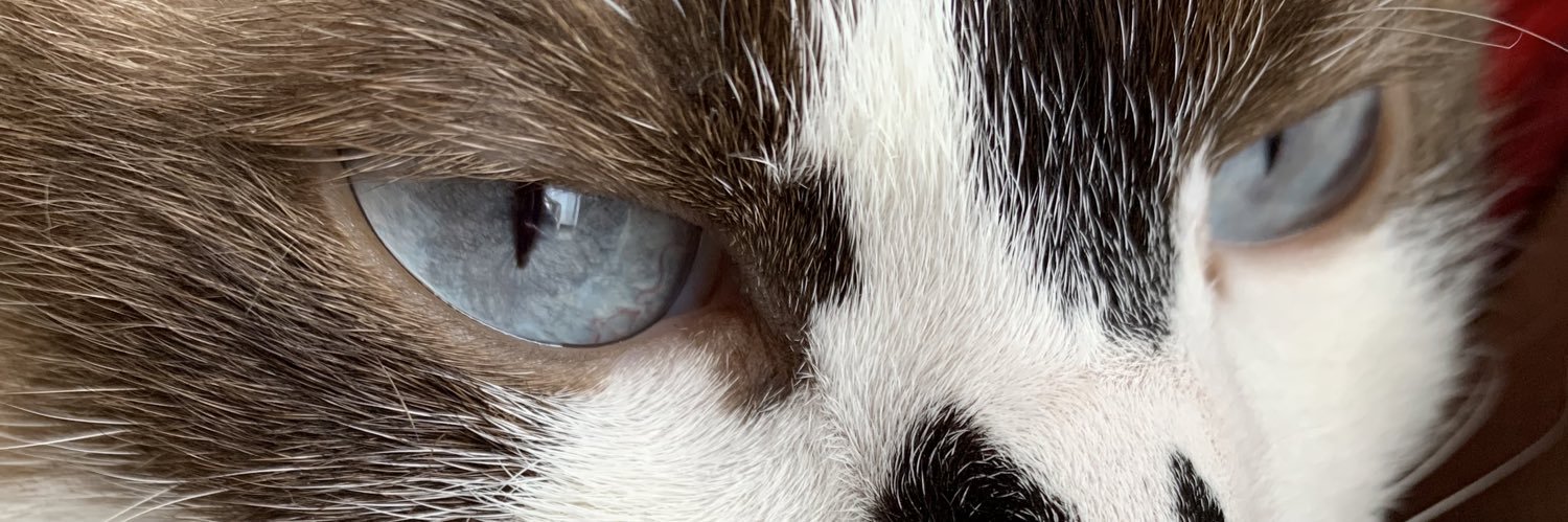 ずん🐈🌸 banner