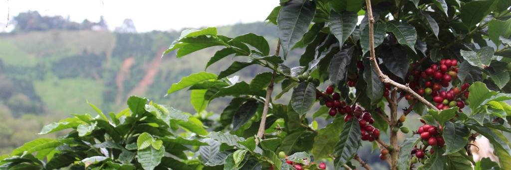 moustachecoffee's profile banner image
