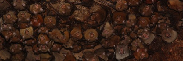 smaconbats Profile Banner