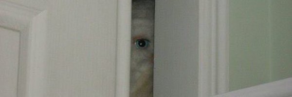 macaquilho Profile Banner