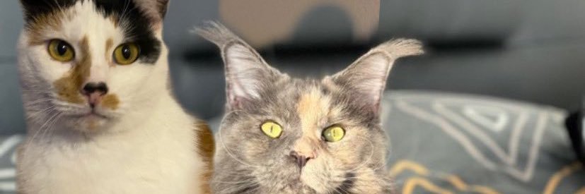 jacksnougat's profile banner image