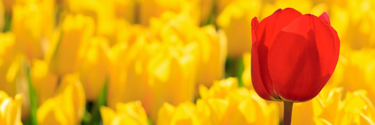 Attie Schipper banner