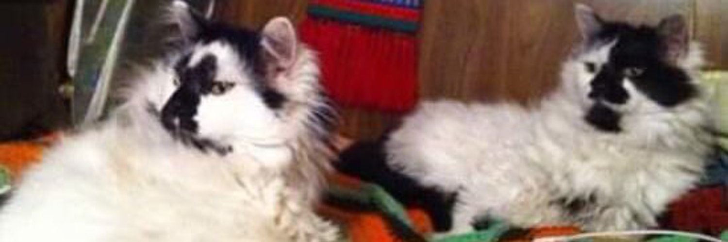 Katie and Potato 🇨🇦🥔🐈‍⬛📚🏳️‍🌈 banner