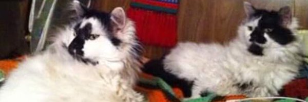 Pyewacket49 Profile Banner