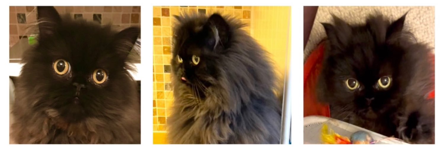 Doris McFloofle banner