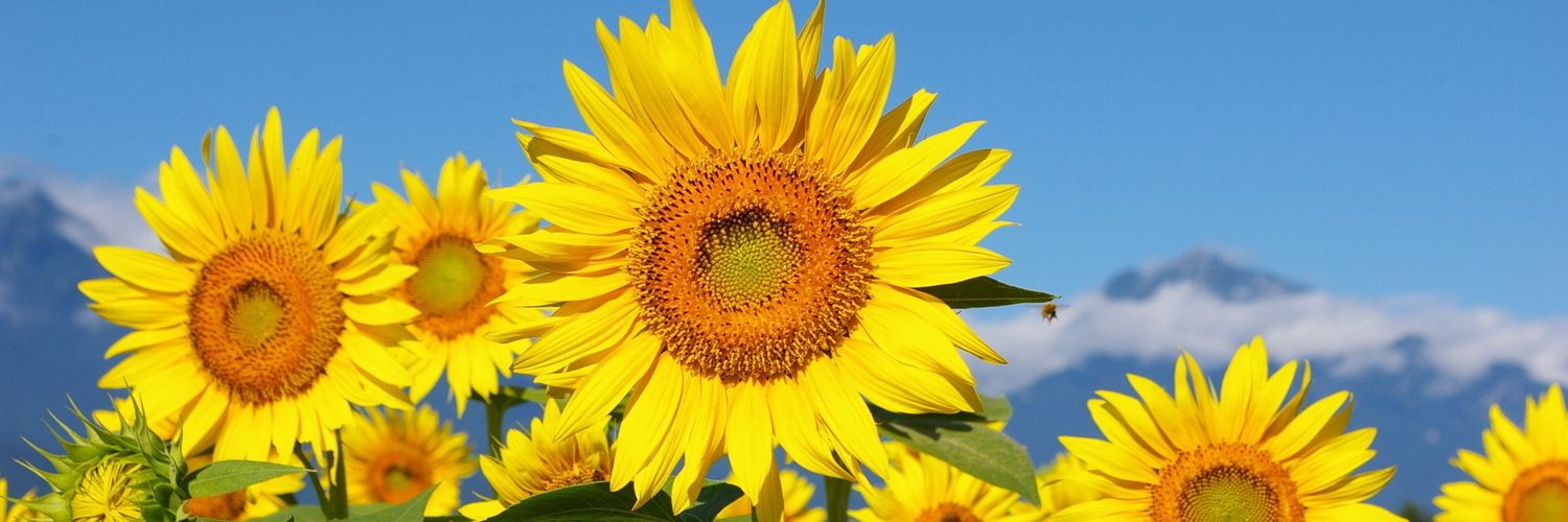 ImChrisie's profile banner image