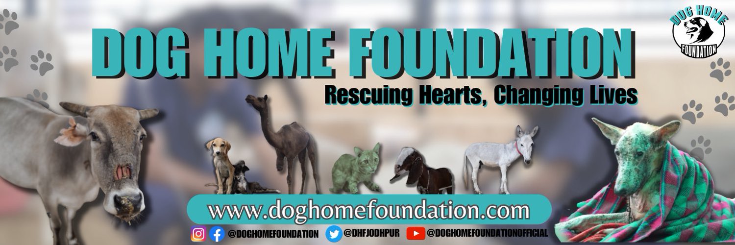 Dog Home Foundation Profile Banner