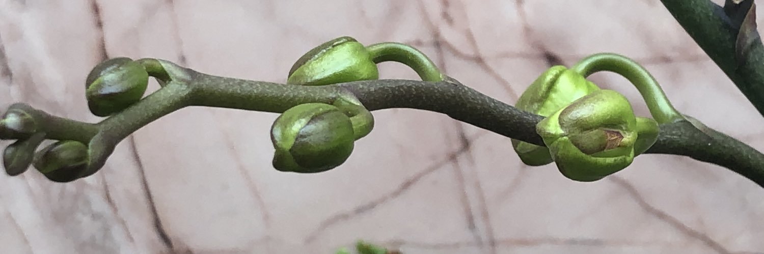 constanza lameiras banner