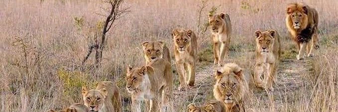 Wilbrod Ninshaba banner