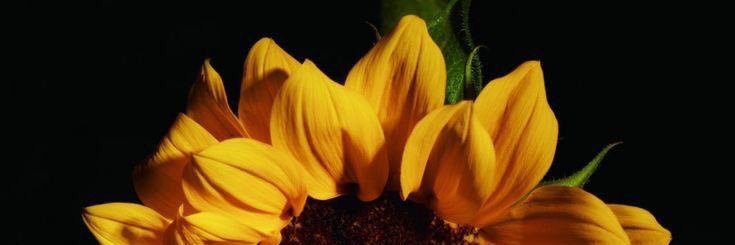 melimm220's profile banner image