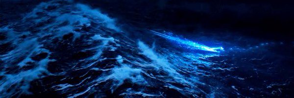 sharkbitee_ Profile Banner