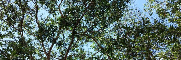 woojoohp Profile Banner