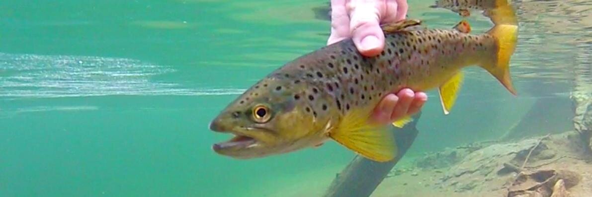 RandRFlyFishing's profile banner image