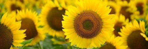 palm_sari's profile banner image