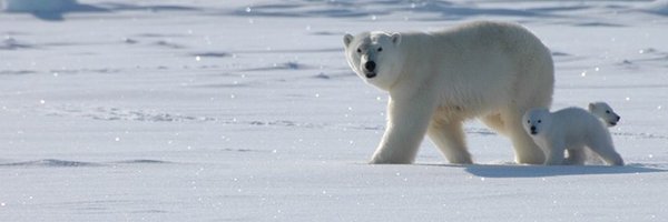 lucidablack Profile Banner