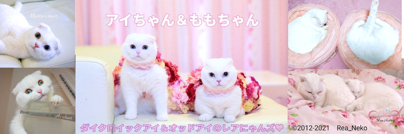 _rea_neko_'s profile banner image