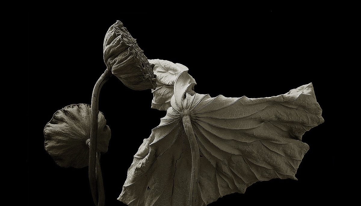 edacaca's profile banner image