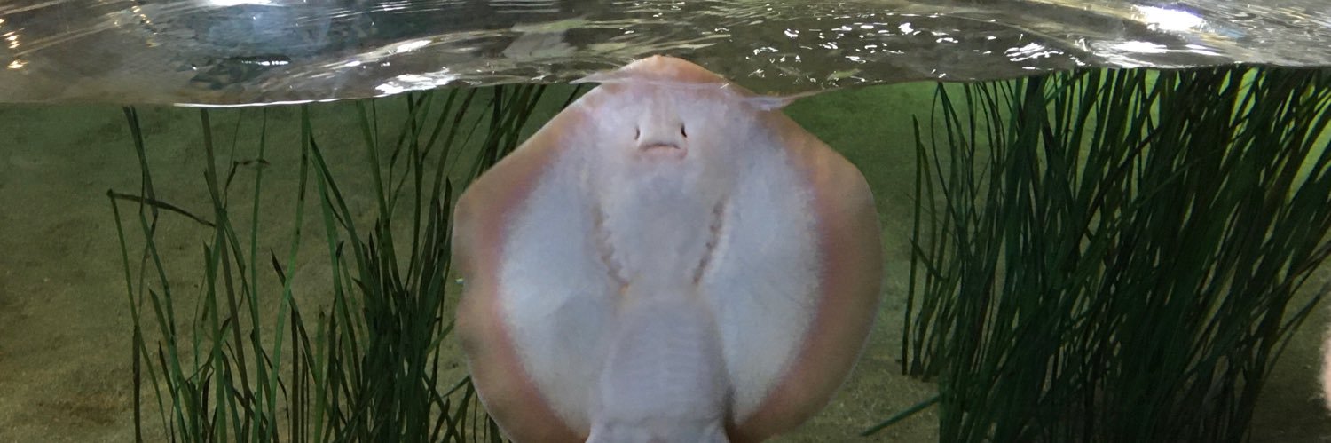 GoddessofVictory🇵🇸 banner