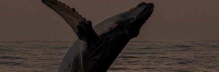 T_Esendere's profile banner image