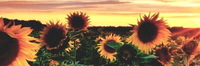 nacmacdeegul's profile banner image