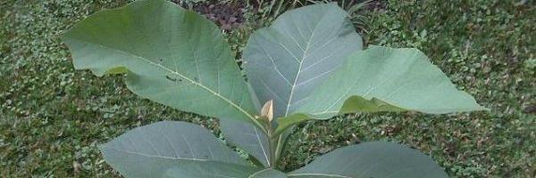 whynu9 Profile Banner