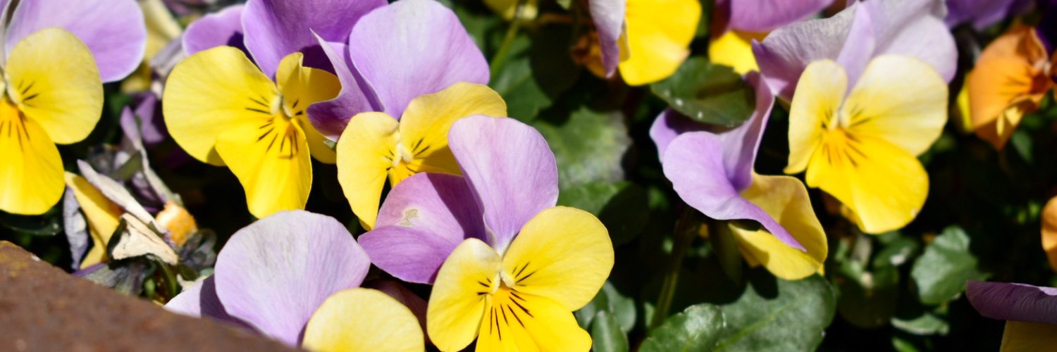 比奈は愚か banner