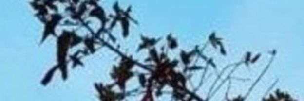 chiqueirodafan's profile banner image