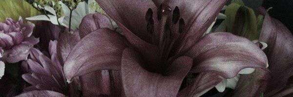 piercingthev3il Profile Banner