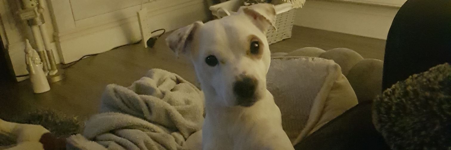 Shefflad 1889 banner