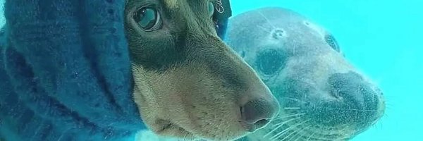 RLPeaceful Profile Banner