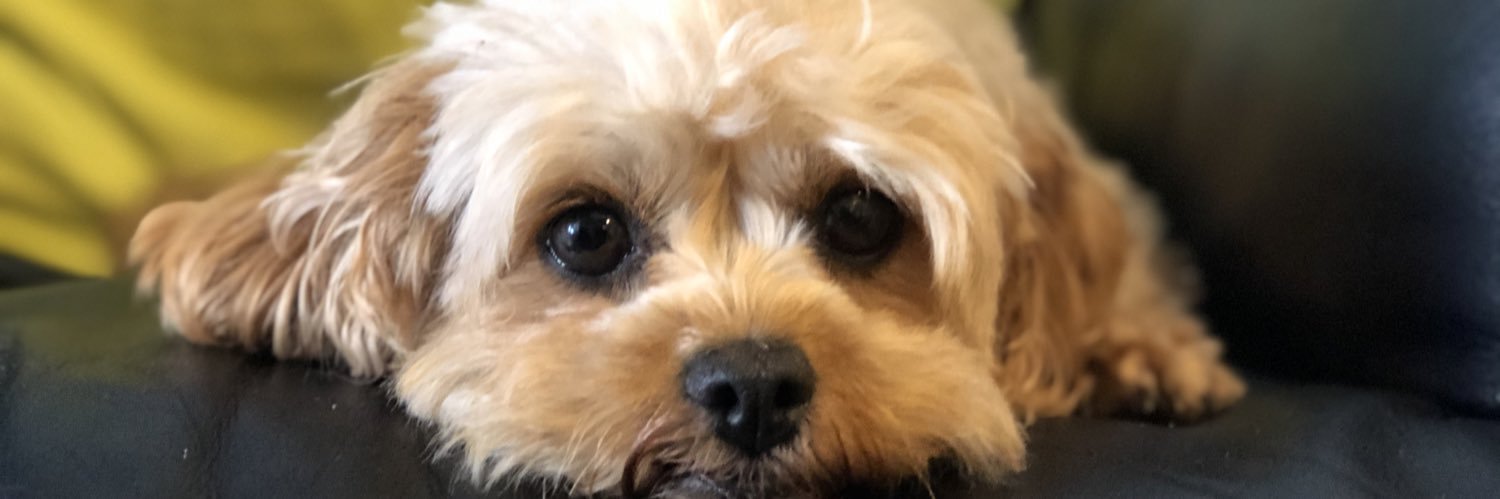 thecaptainwise's profile banner image