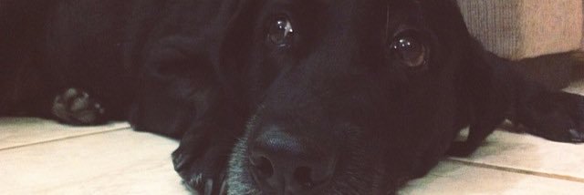 CarolinaaMello's profile banner image